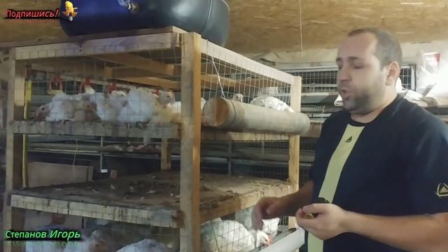 Бройлеры Размеры Клеток Как Самому Сделать Клетку для Бройлеров