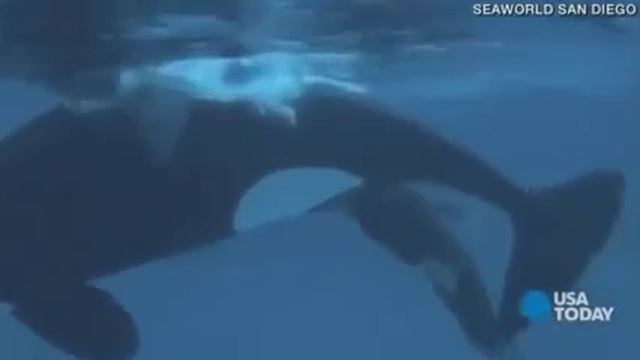 Рождение касатки.