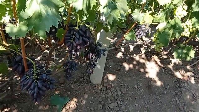 @Супер виноград ЯСЯ, кишмиш Виноград 2021 Ранний виноград