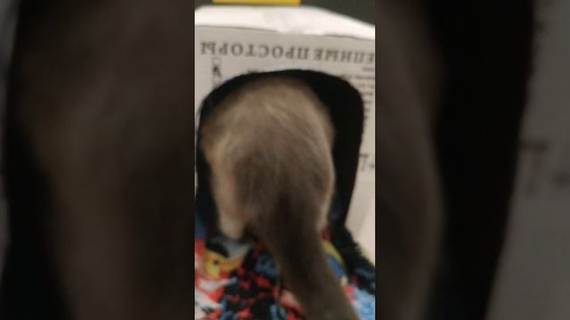 Как легко приучить кошку к домику 😺😻