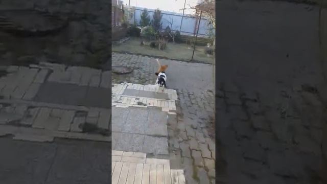 Умка и рыжий кот (1).mp4