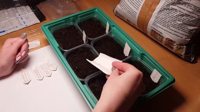 Рододендроны из семян/Посев и всходы