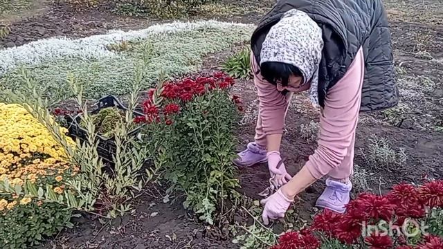 Зимовка хризантем в открытом грунте. Как сохранить хризантемы зимой.