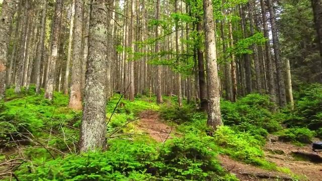 Исцеляющая музыка для сосудов, сердца и органов чувств лечебная музыка для сердца и сосудов