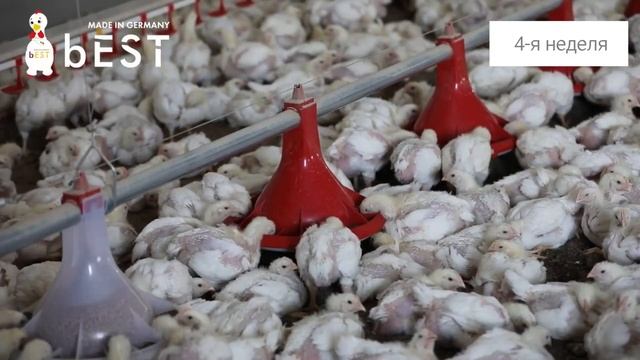 Выращивание бройлеров с 1 дня до забоя. За 2 минуты!