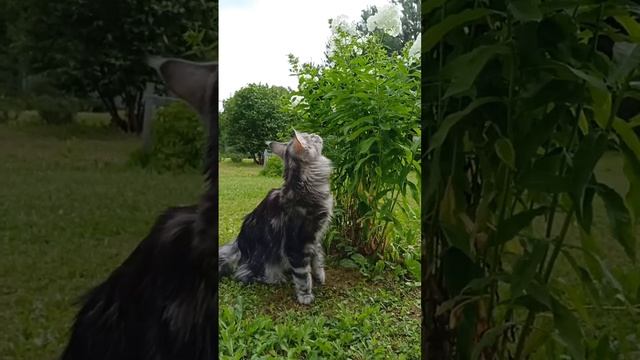 What a beauty!))) Какая красота!)))