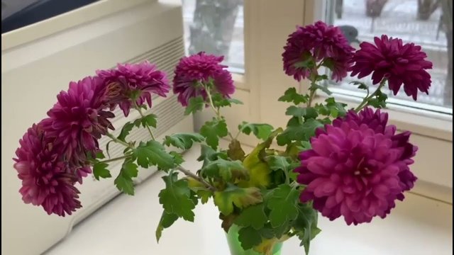 Как вырастить хризантему из букета. Черенкование хризантемы