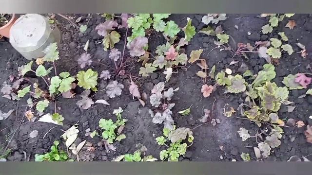 Не повторяйте моих ошибок?...Гейхеры в горшках?