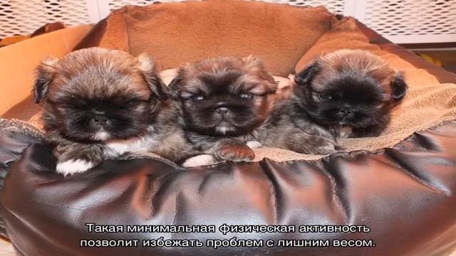 Сколько живут пекинесы в домашних условиях