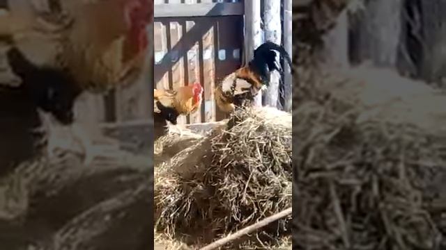 бой петухов