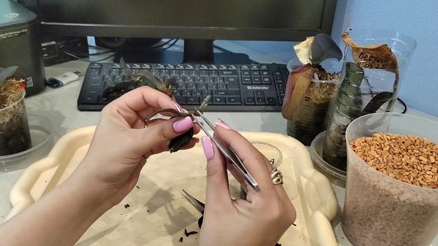 Тяжело,но не опускаю руки! Продолжаю реанимировать самые больные орхидеи с помощью Seramis