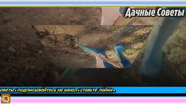 ЭТОТ МЕТОД себя оправдал УРОЖАЯ получилось в 2 РАЗА больше Дачные ХИТРОСТИ для сада и огород