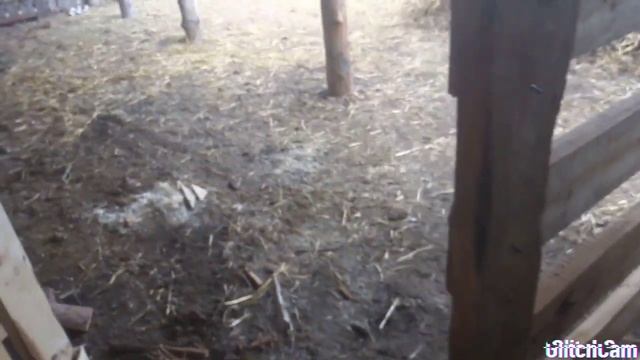 Стойло для быков на откорм!
