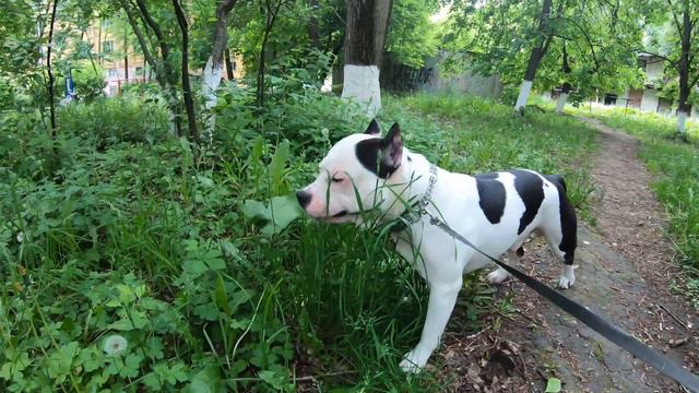 Травоядный амстафф Танк/ Выпустили коровку травку пощипать/Amstaff Tank eating grass 4K video