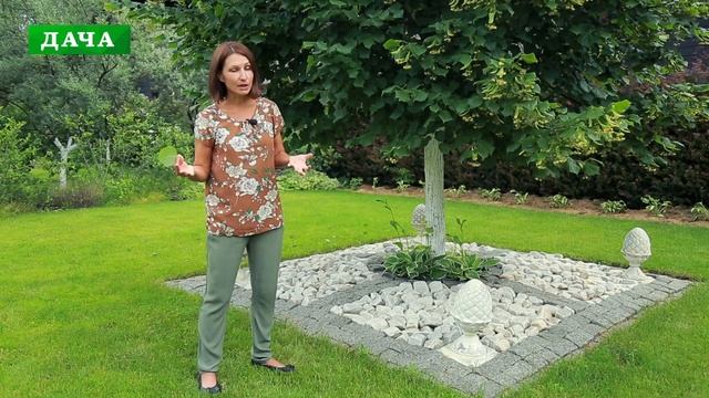 ЛИПА - посадка, уход, размножение, использование в ландшафте//сбор и заготовка липового цвета