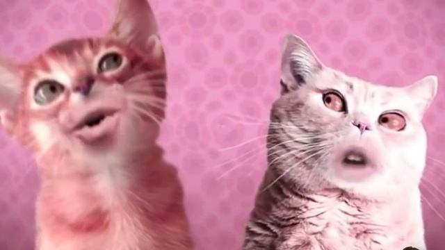 How Preview 2 Numa Cat Turns Into Center Effects
