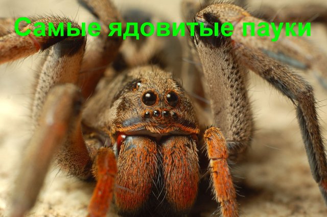 Самые ядовитые пауки