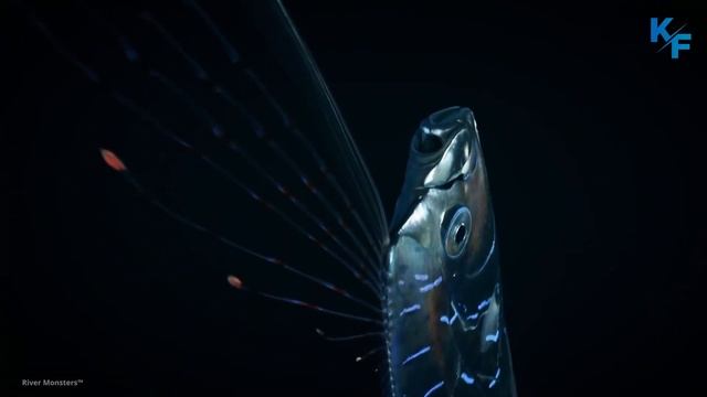 Сельдяной король или ремень-рыба. Если увидите эту рыбу, скорее ищите безопасное место. Горевестник