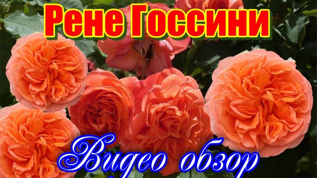 Обзор розы   Рене Госсини  (Чайно гибридная) - Rene Goscinny (Meilland, 2005)