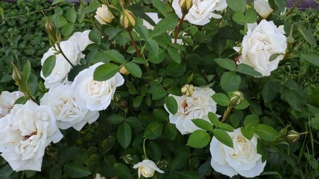 Канадская роза J.P. Connell