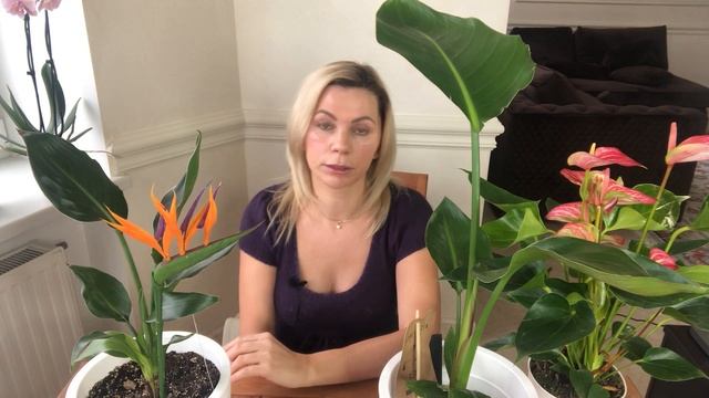 СТРЕЛИЦИЯ КОРОЛЕВСКАЯ | СТРЕЛИЦИЯ НИКОЛАЯ