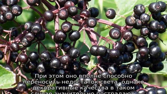 Черная бузина: описание, посадка и уход