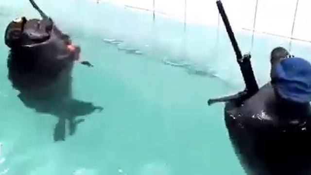 Именно так выглядит спецназ "морские котики")))
