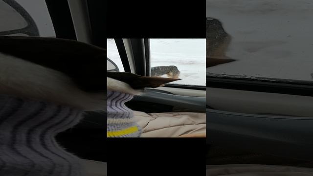 VID_20240217_095934.mp4