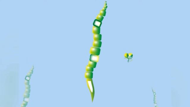 Водоросли - общая характеристика (6-7 кл)