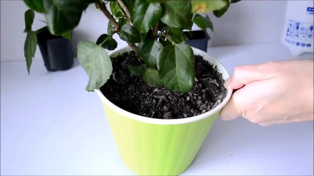 Полив комнатных гибискусов