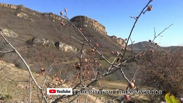 Свадьба в с. Калкни Дахадаевский р-он. Багомед Раджабов