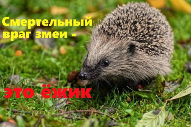 Истории про животных.  Ёжик уничтожил змеиное логово. Интересные истории. Аудио рассказы.