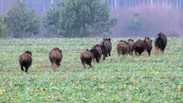 Загонная охота на кабана