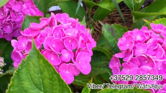 Обзор крупнолистной гортензии HOPCORN (хоркорн). Выращивание в открытом грунте. Беларусь