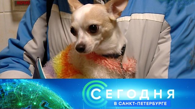 «Сегодня в Санкт-Петербурге»: 23 октября 2023 года