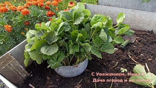 ПОСЛЕ ПОСАДКИ ОСЕНЬЮ КЛУБНИКА ЗАВАЛИТ ВАС УРОЖАЕМ ?? УХОД ПОСЛЕ ПОСАДКИ КЛУБНИКИ ОСЕНЬЮ видео