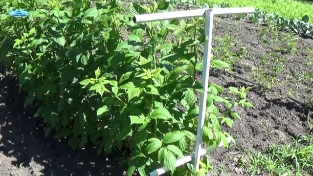 КЛАССНАЯ ШПАЛЕРА ДЛЯ МАЛИНЫ-СПОСОБ 2.
