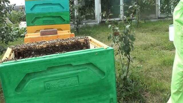 Отбор и откачка мёда, итог работы пасеки выходного дня