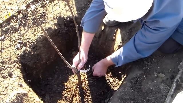 Посадка инжира