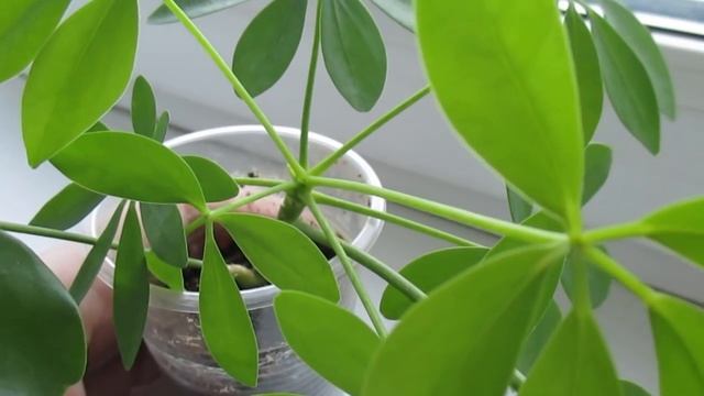 Шеффлера размножение в домашних условиях черенками. Как размножить шеффлеру #3