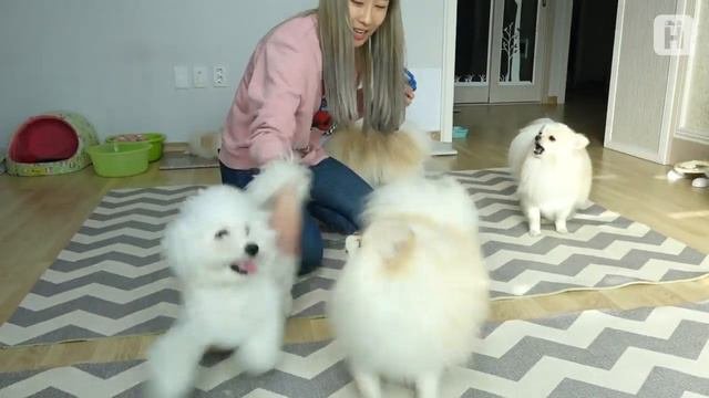 자기도 포메인척하는 비숑 강아지