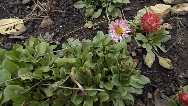 ГОТОВИМ МАРГАРИТКУ К ЗИМОВКЕ. СДЕЛАЙТЕ ЭТИ МЕРОПРИЯТИЯ И ТАК ВЫ СОХРАНИТЕ ЭТО ЦВЕТОК ОТ ВЫМЕРЗАНИЯ.