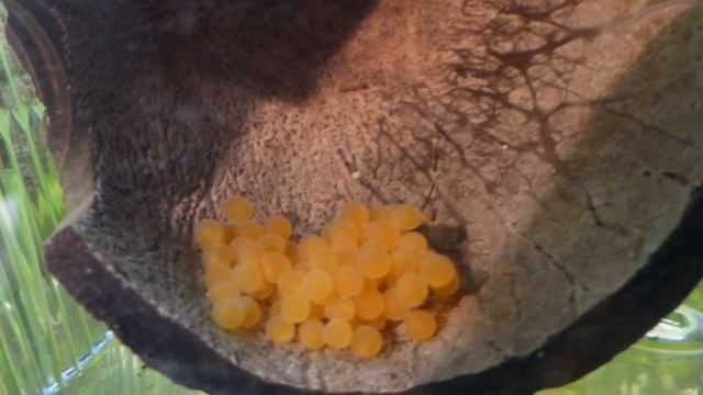 НЕРЕСТ АНЦИСТРУСОВ. РАЗМНОЖЕНИЕ АНЦИСТРУСОВ