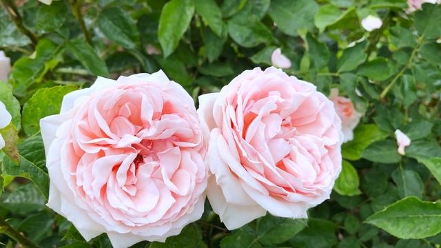 Rose Maxima Romantica / Donatella - Meilland