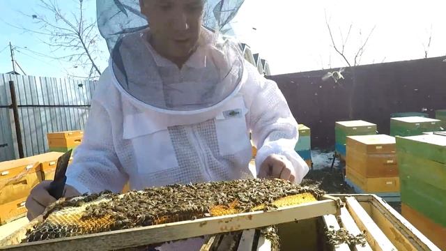 Результаты зимовки  в ульях ППУ Нижегородец 2018 на пасеке Нижегородец