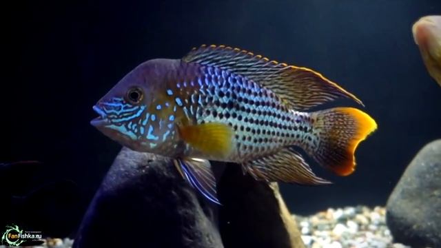 Американские цихлиды ТОП 30+