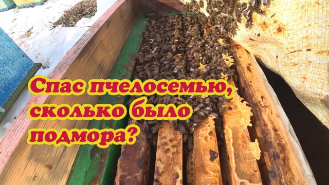 СПАС УМИРАЮЩИЮ ПЧЕЛОСЕМЬЮ ОТ ГОЛОДА, СКОЛЬКО ПЧЕЛЫ ОСЫПАЛОСЬ.