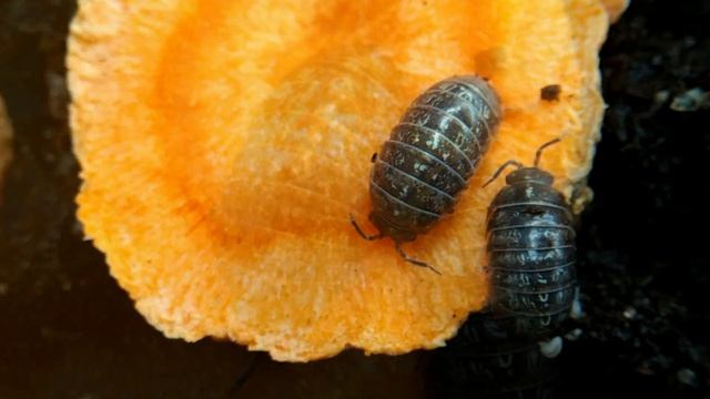 Мокрицы доступно и легко! Кормовая культура.