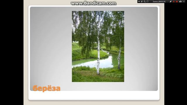 хвойные и лиственные деревья