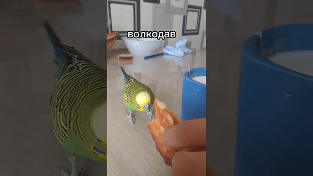 Гоша:)